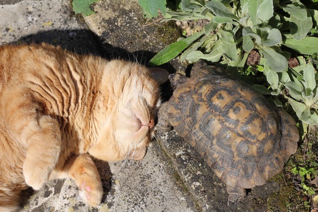 Le Chat Et La Tortue Chatterie Des Sources De La Touvrechatterie Des Sources De La Touvre