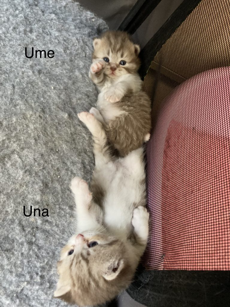 Umegishi et Unagasu les deux chocolat (mâle et femelle) cinnamon Tabby et blanc